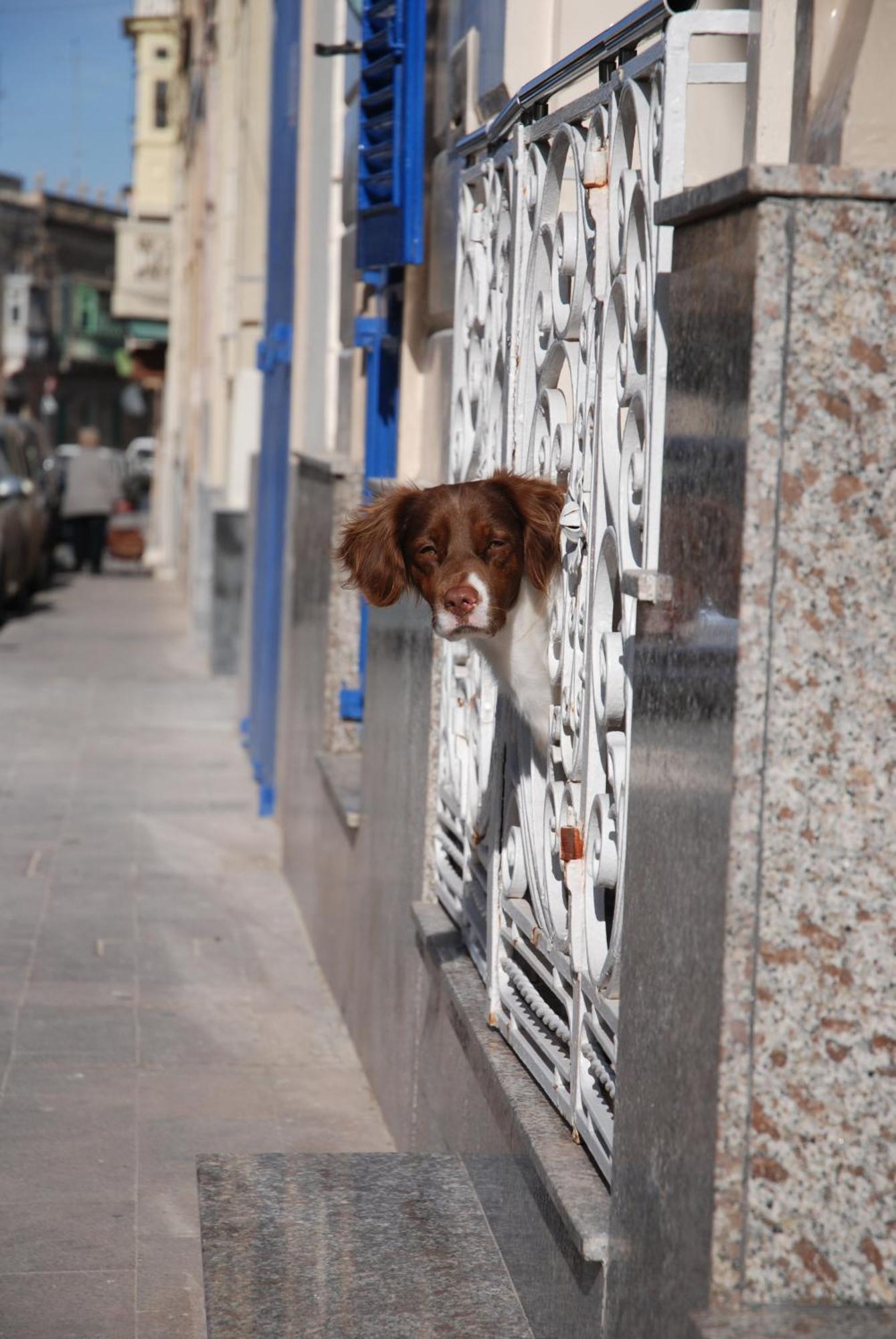 The Burrow Guest House Tarxien Esterno foto